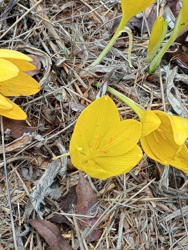 Sternbergia clusiana, photograph 2
