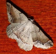 Drepanogynis mixtaria