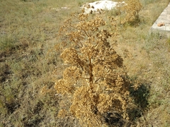 Ferula