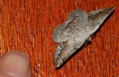 Drepanogynis mixtaria