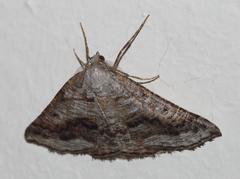 Drepanogynis insolens