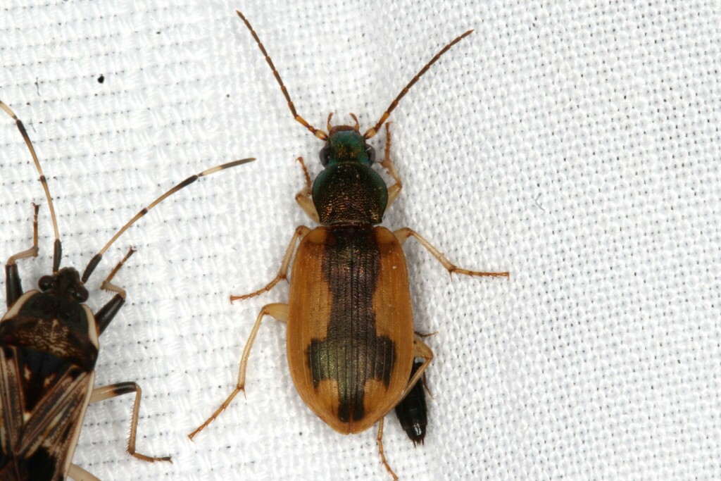 Chlaenius cruciatus