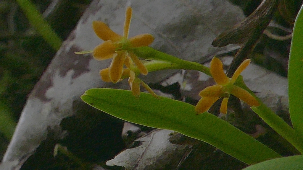 Epidendrum beatricis