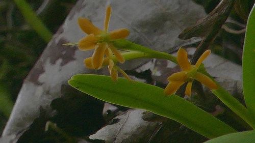 Epidendrum beatricis Hágsater & Uribe Vélez