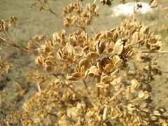Ferula