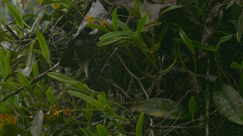 Epidendrum beatricis Hágsater & Uribe Vélez 2