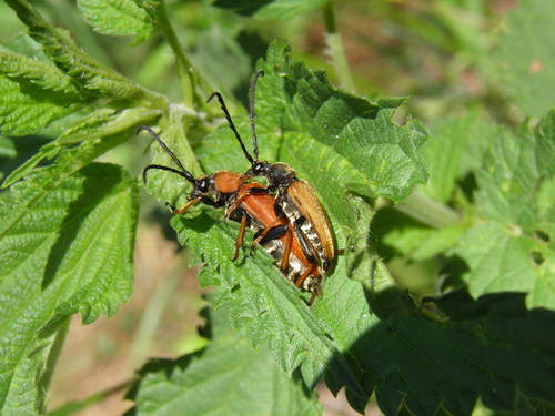 Raudonasis žieduolis