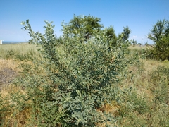 Halimodendron halodendron