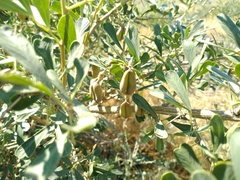 Halimodendron halodendron