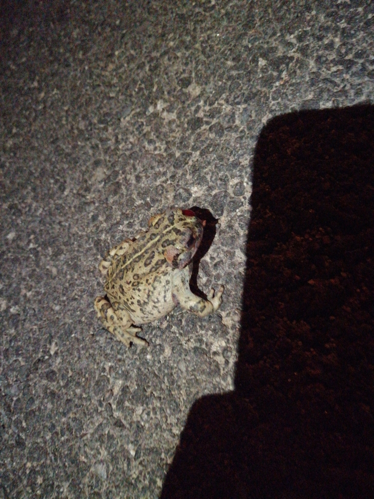 Western Toad from Angeles MRCA Open Space, Los Angeles County, US-CA ...