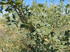 Halimodendron halodendron