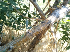 Halimodendron halodendron