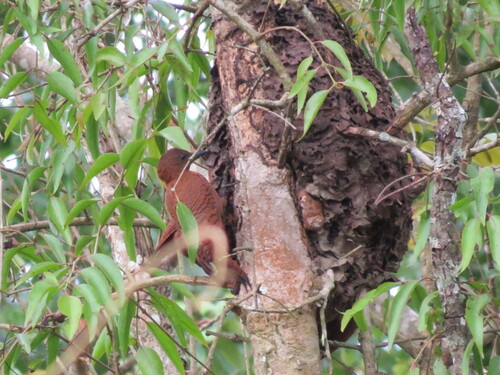 Rufous Woodpecker (Micropternus brachyurus), photo 9