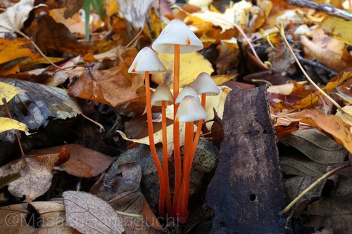 Mycena crocata (Schrad.) P.Kumm.