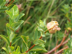 Pimelea ligustrina