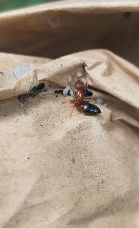 Crematogaster rogenhoferi costulata