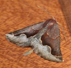 Drepanogynis ectoglauca