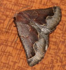 Drepanogynis ectoglauca