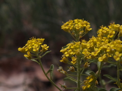 Alyssum serpyllifolium