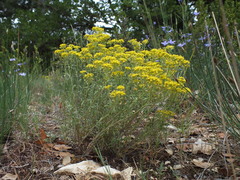 Alyssum serpyllifolium