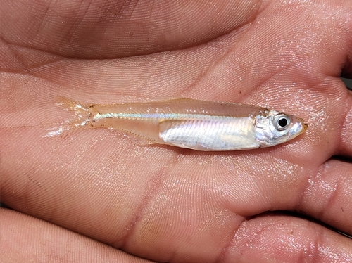 Estuarine round-herring (Gilchristella aestuaria) — Clupeidae — 2