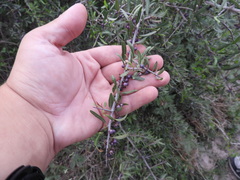 Schinus longifolia, photograph Pablo H Capovilla, CC BY, iNaturalist via GBIF