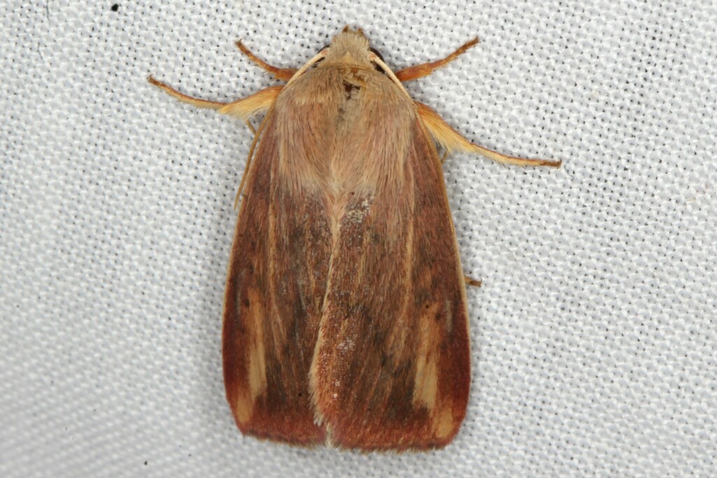 Adisura affinis