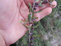 Schinus longifolia, photograph Pablo H Capovilla, CC BY, iNaturalist via GBIF