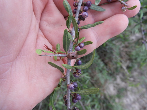 Schinus longifolia, photograph 4