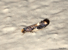 Monopis spilotella