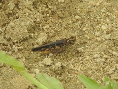 Trilophidia annulata