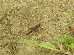 Trilophidia annulata