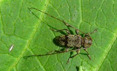 Leiopus femoratus