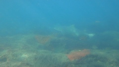 Negaprion brevirostris