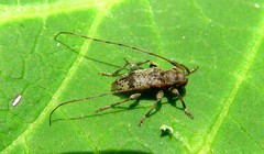 Leiopus femoratus