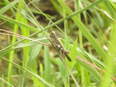 Trilophidia annulata