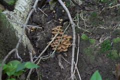 Pholiota subflammans