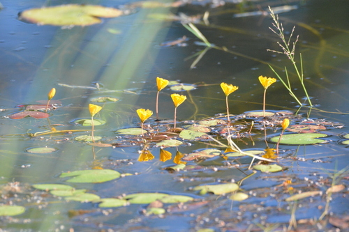 Image of Nymphoides aurantiaca by no rights reserved