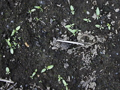 Salix schwerinii