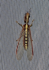 Asperala erythraea