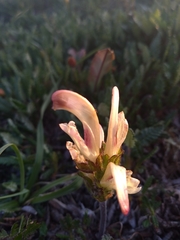 Pedicularis capitata
