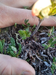 Pedicularis capitata