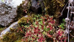 Saxifraga fragosoi