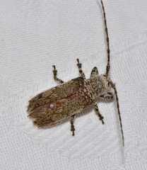 Rhytiphora neglecta