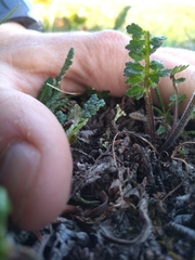 Pedicularis capitata