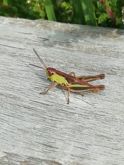 Pseudochorthippus parallelus parallelus