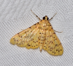 Conogethes
