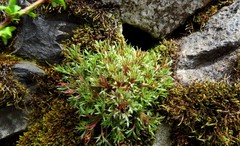 Saxifraga fragosoi