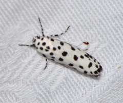 Ethmia clytodoxa
