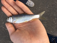 Opsariichthys pachycephalus